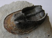 /album/kepgaleria-fenykepgaleria2/trilobita-harpes-perradiatus-3-2-jpg/